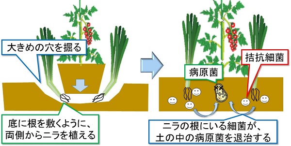 コンパニオンプランツを植えて 無農薬で家庭菜園を行う 見積り外構工事 優良なエクステリア業者を無料で紹介 提案