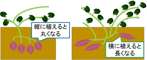 サツマイモの形をコントロールする方法 家庭菜園の裏ワザ 見積り外構工事 優良なエクステリア業者を無料で紹介 提案