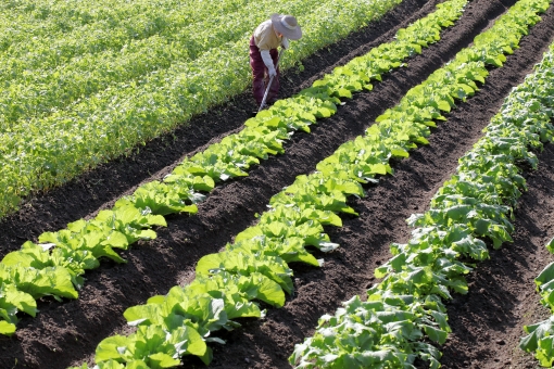 家庭菜園の基本 野菜の成長を促進させる畑の耕し方 見積り外構工事 優良なエクステリア業者を無料で紹介 提案